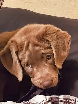 Name Labrador Retriever Dog Denver