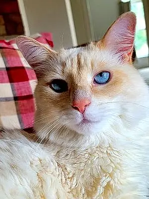 Name Ragdoll Cat Cheyenne