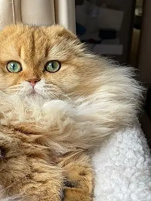 Name Scottish Fold Cat Jupiter