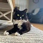 Cat, Eyes, Carnivore, Felidae, Grey, Small To Medium-sized Cats, Whiskers, Road Surface, Tints And Shades, Snout, Black cats, Tail, Human Leg, Domestic Short-haired Cat, Furry friends, Comfort, Black & White, Paw