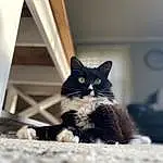 Cat, Eyes, Felidae, Carnivore, Small To Medium-sized Cats, Whiskers, Grey, Wood, Snout, Tints And Shades, Window, Tail, Furry friends, Black cats, Domestic Short-haired Cat, Comfort, Black & White, Terrestrial Animal, Sitting