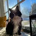Cat, Window, Sky, Felidae, Textile, Carnivore, Small To Medium-sized Cats, Grey, Wood, Whiskers, Tree, Tints And Shades, Tail, Electric Blue, Hardwood, Furry friends, Shadow, Sitting, British Longhair