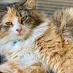 Cat, Carnivore, Felidae, Small To Medium-sized Cats, Whiskers, Fawn, Snout, Grass, Maine Coon, Furry friends, Terrestrial Animal, Claw, Paw, Domestic Short-haired Cat, Sitting
