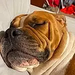 Dog, Dog breed, Carnivore, Bulldog, Comfort, Companion dog, Wrinkle, Fawn, Snout, Bored, Canidae, Whiskers, Working Dog, Non-sporting Group, Working Animal, Furry friends, Old English Bulldog, Molosser, Liver