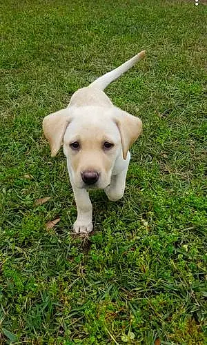 Name Labrador Retriever Dog Beth