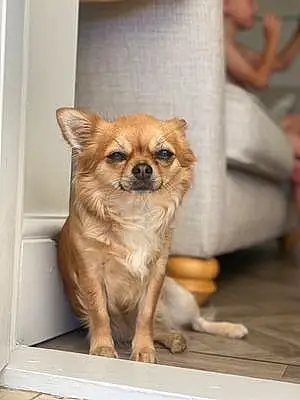 Name Chihuahua Dog Foxy