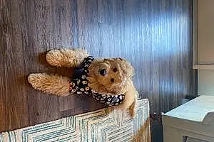 Name Goldendoodle Dog Humphrey