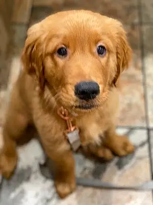 Name Golden Retriever Dog Granger