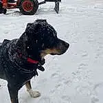 Dog, Snow, Vehicle, Tire, Carnivore, Wheel, Dog breed, Collar, Freezing, Automotive Tire, Snout, Leash, Winter, Working Animal, Recreation, Dog Collar, Tail, Window, Bicycle Tire