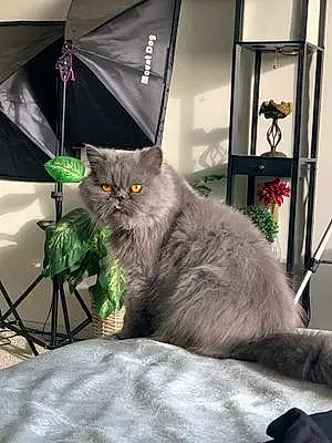 Name Persian Cat Humphrey