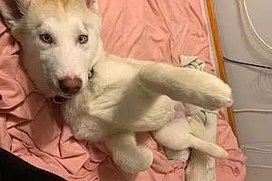 Name Husky Dog Alaska
