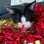 Cat, Christmas Ornament, Plant, Textile, Carnivore, Christmas Decoration, Felidae, Tree, Grass, Small To Medium-sized Cats, Woody Plant, Christmas, Red, Whiskers, Tints And Shades, Christmas Eve, Holiday, Snout, Event, Ornament