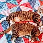 Cat, Felidae, Carnivore, Comfort, Small To Medium-sized Cats, Whiskers, Fawn, Snout, Tail, Pattern, Linens, Furry friends, Domestic Short-haired Cat, Cat Bed, Paw, Nap, Sleep, Bed, Quilt, Terrestrial Animal