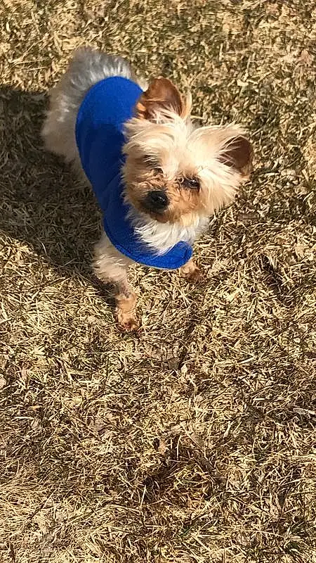 Dog, Dog Supply, Carnivore, Dog breed, Grass, Dog Clothes, Companion dog, Toy Dog, Working Animal, Small Terrier, Yorkshire Terrier, Terrier, Electric Blue, Liver, Soil, Furry friends, Biewer Terrier, Working Terrier, Tail