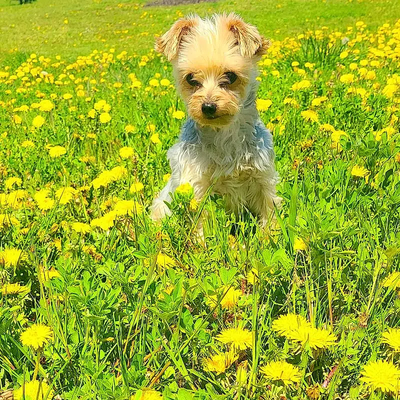 Flower, Plant, Dog, Carnivore, Grass, People In Nature, Dog breed, Companion dog, Natural Landscape, Groundcover, Grassland, Meadow, Herbaceous Plant, Toy Dog, Terrier, Small Terrier, Flowering Plant, Wildflower, Prairie, Field