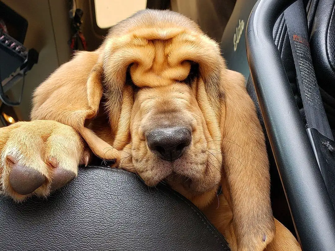 Dog, Vroom Vroom, Automotive Design, Carnivore, Car, Dog breed, Vehicle Door, Automotive Exterior, Fawn, Car Seat, Companion dog, Auto Part, Steering Wheel, Snout, Vehicle, Automotive Mirror, Family Car, Luxury Vehicle, Car Seat Cover