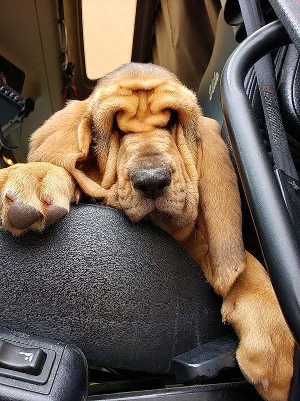 Dog, Vroom Vroom, Automotive Design, Carnivore, Car, Dog breed, Vehicle Door, Automotive Exterior, Fawn, Car Seat, Companion dog, Auto Part, Steering Wheel, Snout, Vehicle, Automotive Mirror, Family Car, Luxury Vehicle, Car Seat Cover