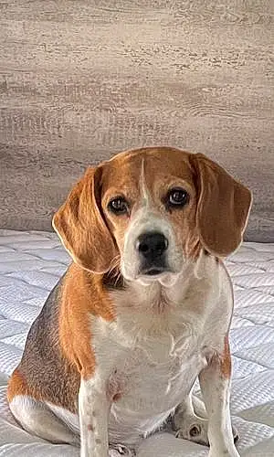 Name Beagle Dog Lacie
