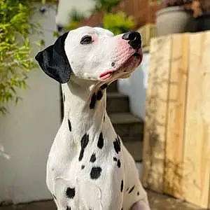 Name Dalmatian Dog Digby