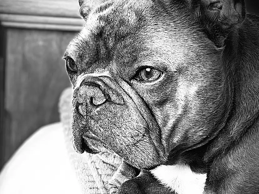 Dog, Bulldog, Dog breed, Carnivore, Ear, Whiskers, Companion dog, Fawn, Wrinkle, Snout, Terrestrial Animal, Working Animal, Toy Dog, Close-up, Comfort, Black & White, French Bulldog, Monochrome, Stock Photography, Canidae