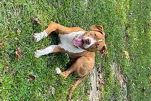 Name Pitt Bull Terrier Dog Kahlúa