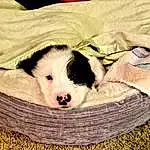Dog, Comfort, Carnivore, Dog Bed, Dog breed, Companion dog, Dog Supply, Pet Supply, Snout, Terrestrial Animal, Bored, Linens, Furry friends, Working Animal, Basket, Canidae, Natural Material, Nap, Non-sporting Group