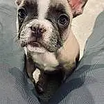 Dog, Eyes, Dog breed, Carnivore, Ear, Whiskers, Companion dog, Fawn, Working Animal, Toy Dog, Terrestrial Animal, Snout, Comfort, Canidae, Furry friends, Wrinkle, Bulldog, Boston Terrier, Non-sporting Group