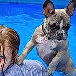 Dog, Water, Blue, Dog breed, Carnivore, Fawn, Companion dog, Happy, Working Animal, Snout, Swimming Pool, Leisure, Toddler, Grass, Terrestrial Animal, Recreation, Bathing, People In Nature, Canidae