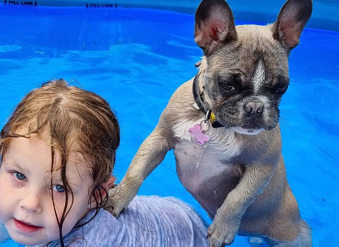 Dog, Water, Blue, Dog breed, Carnivore, Fawn, Companion dog, Happy, Working Animal, Snout, Swimming Pool, Leisure, Toddler, Grass, Terrestrial Animal, Recreation, Bathing, People In Nature, Canidae