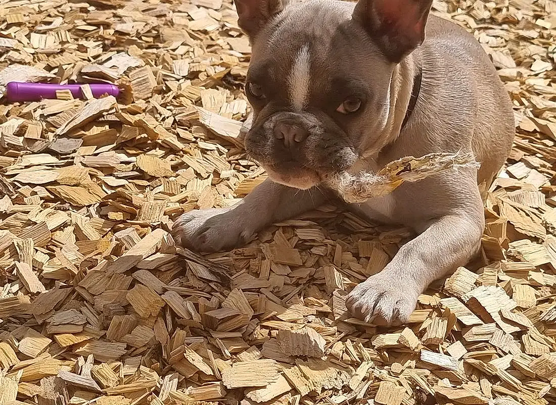 Dog, Bulldog, Working Animal, Carnivore, Fawn, Grass, Companion dog, Dog breed, Toy Dog, Terrestrial Animal, Whiskers, Snout, Wood, Soil, Wrinkle, French Bulldog, Canidae, Boston Terrier, Molosser
