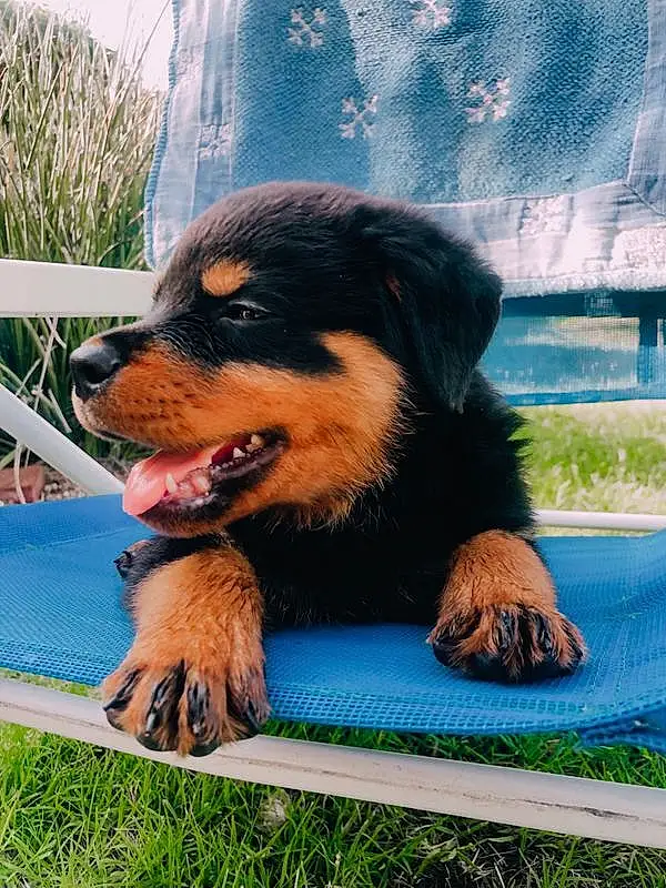 Dog, Carnivore, Dog breed, Companion dog, Grass, Rottweiler, Snout, Plant, Smile, Terrestrial Animal, Canidae, Working Dog, Furry friends, Paw, Outdoor Furniture, Table