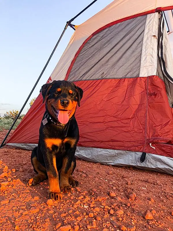 Dog, Sky, Tent, Dog breed, Carnivore, Collar, Tints And Shades, Companion dog, Rottweiler, Camping, Landscape, Shade, Hiking Equipment, Working Animal, Wind, Canidae, Plant, Recreation, Guard Dog