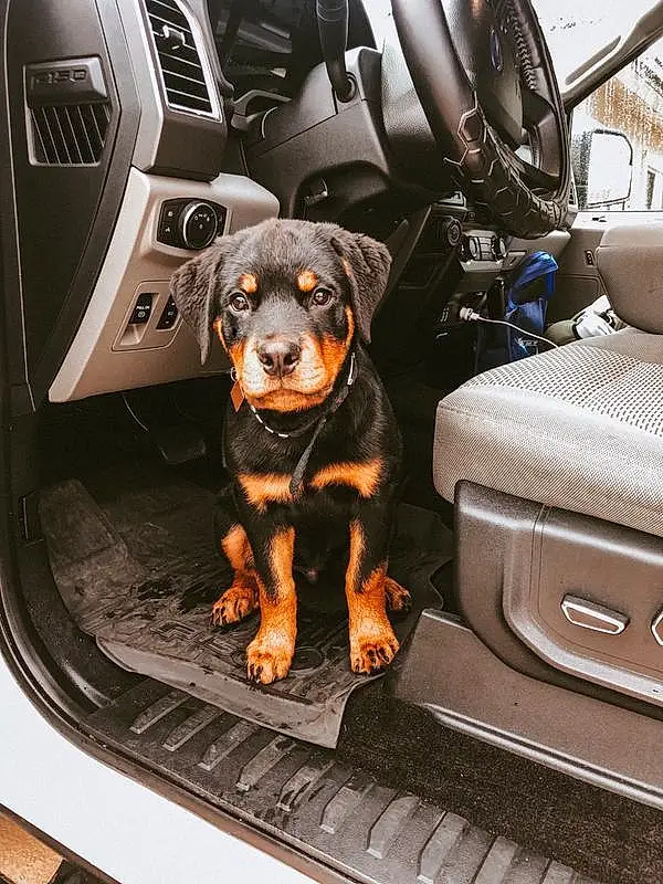 Dog, Vroom Vroom, Vehicle, Light, Automotive Design, Car, Dog breed, Vehicle Door, Automotive Exterior, Carnivore, Companion dog, Personal Luxury Car, Auto Part, Car Seat Cover, Steering Wheel, Tints And Shades, Car Seat, Fixture, Head Restraint, Automotive Lighting