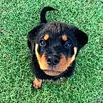 Dog, Dog breed, Carnivore, Grass, Companion dog, Whiskers, Snout, Terrestrial Animal, Groundcover, Toy Dog, Rottweiler, Plant, Electric Blue, Canidae, Hound, Working Animal, Pinscher, Guard Dog, Terrier