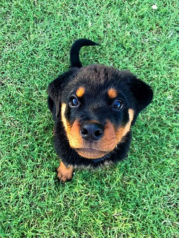Dog, Dog breed, Carnivore, Grass, Companion dog, Whiskers, Snout, Terrestrial Animal, Groundcover, Toy Dog, Rottweiler, Plant, Electric Blue, Canidae, Hound, Working Animal, Pinscher, Guard Dog, Terrier