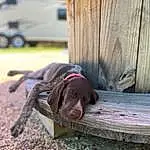 Dog, Carnivore, Dog breed, Wood, Liver, Working Animal, Pet Supply, Fawn, Snout, Comfort, Companion dog, Tail, Wheel, Tire, Hardwood, Terrestrial Animal, Canidae, Plank