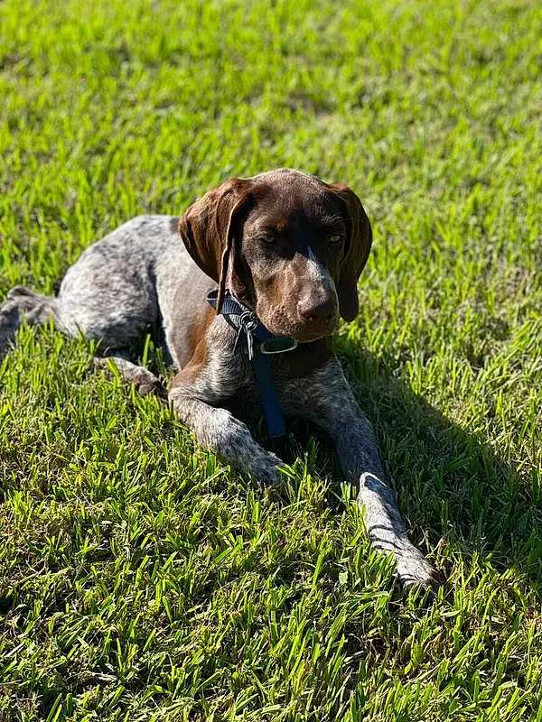 Plant, Dog, Carnivore, Dog breed, Liver, Gun Dog, Grass, Companion dog, Fawn, Groundcover, Working Animal, Dog Collar, Terrestrial Animal, Collar, Snout, Pointing Breed, Tail, Grassland, Canidae