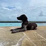 Water, Cloud, Sky, Dog, Beach, Carnivore, Collar, Fawn, Dog breed, Companion dog, Wind Wave, Horizon, Lake, Wood, Landscape, Shore, Sand, Wave, Dog Collar