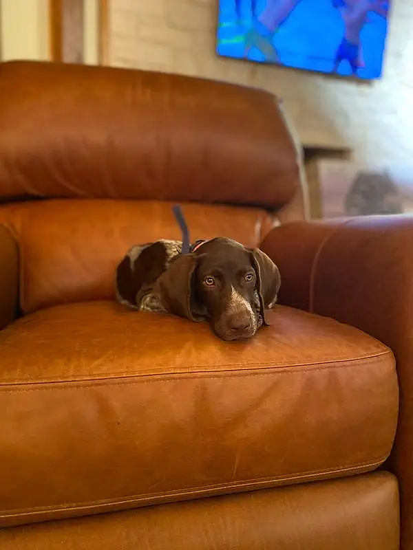 Brown, Dog, Couch, Furniture, Comfort, Dog breed, Picture Frame, Carnivore, Interior Design, Liver, Living Room, Working Animal, Companion dog, Fawn, Studio Couch, Wood, Hardwood, Sofa Bed