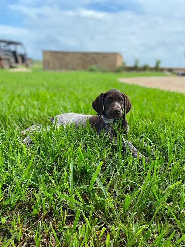 Cloud, Dog, Sky, Plant, Carnivore, Grass, Companion dog, Working Animal, Grassland, Groundcover, Lawn, Terrestrial Animal, Prairie, People In Nature, Dog breed, Agriculture, Pasture, Landscape, Gun Dog