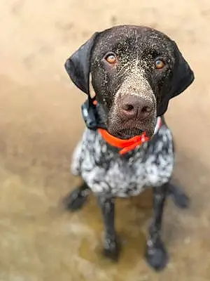 Name German shorthaired pointer Dog Ammo