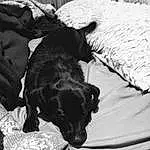 Dog, Carnivore, Comfort, Companion dog, Dog breed, Black & White, Furry friends, Working Animal, Tail, Monochrome, Linens, Retriever, Spaniel, Bedding, Guard Dog, Borador, Bed, Terrestrial Animal