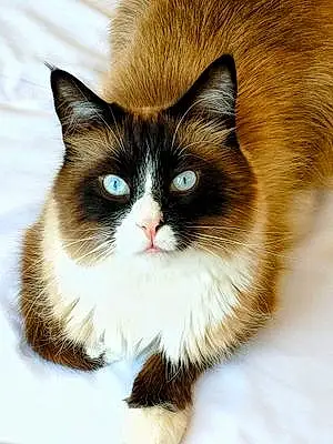 Snowshoe Cat Frank