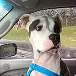 Dog, Car, White, Vehicle, Dog breed, Carnivore, Hood, Working Animal, Collar, Companion dog, Fawn, Whiskers, Dog Collar, Vehicle Door, Automotive Mirror, Snout, Plant, Electric Blue, Windshield