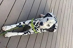Name Dalmatian Dog Banksy