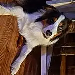 Dog, Dog breed, Carnivore, Whiskers, Wood, Companion dog, Fawn, Herding Dog, Snout, Canidae, Hardwood, Collar, Australian Collie, Varnish, Furry friends, Plank, Collie, Wood Stain, Scotch Collie