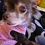 Dog, Dog breed, Ear, Carnivore, Liver, Whiskers, Collar, Chihuahua, Dog Clothes, Pink, Companion dog, Fawn, Toy Dog, Working Animal, Snout, Canidae, Leash, Russkiy Toy, Dog Collar