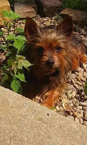 Name Yorkshire Terrier Dog Bubbles