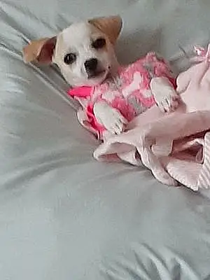 Name Chihuahua Dog Allie