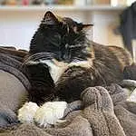 Cat, Comfort, Carnivore, Felidae, Small To Medium-sized Cats, Whiskers, Grey, Wood, Tail, Furry friends, Domestic Short-haired Cat, Sitting, Room, Claw, Linens, Nap, Plant, Living Room, Sleep